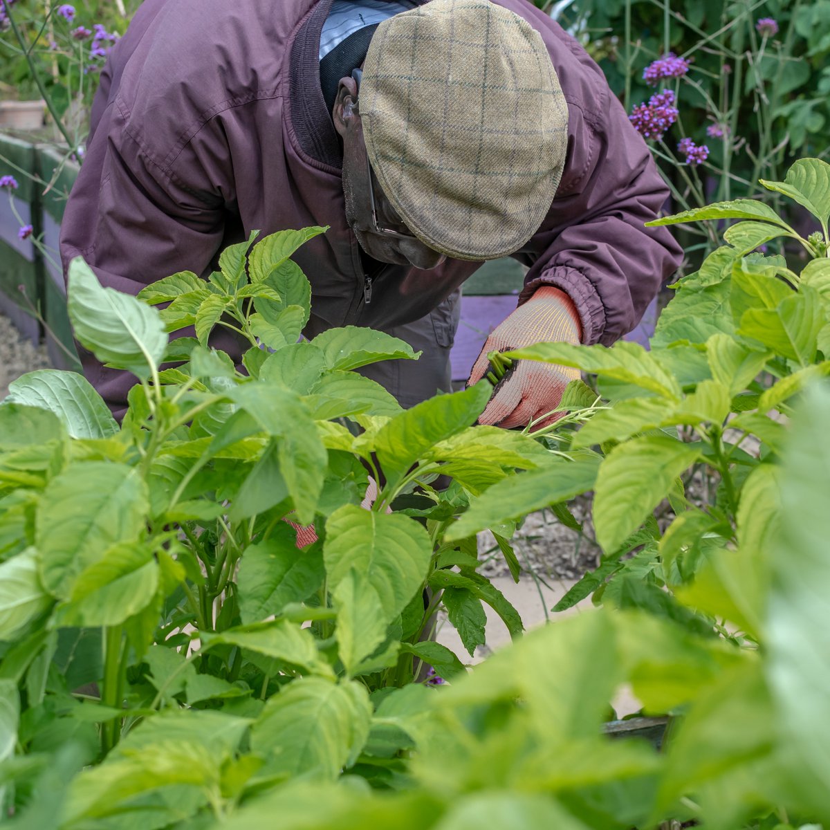 ALIVEgardening's tweet photo. Always a cause for celebration - we had our first #callaloo harvest of the year this week. 🌿 https://t.co/sLCarJ8l0w