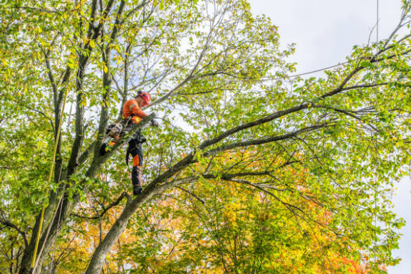 bitou_muni's tweet image. Please be advised that on Monday, 26 August 2024, starting from 8:30 AM, a team will be conducting tree pruning in the Odlands area. This operation will require the temporary closure of lanes. 
#BitouUpdates #bitouservicedelivery