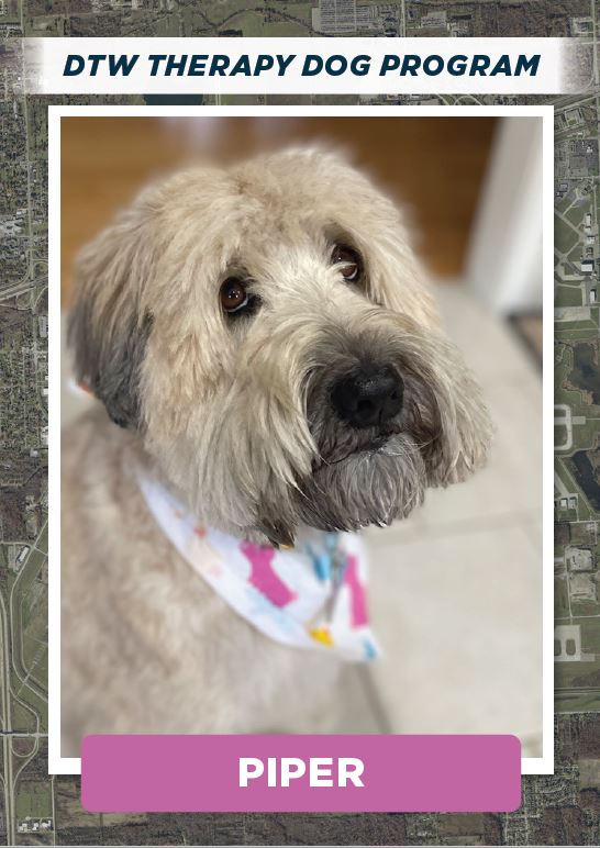 DTWeetin's tweet photo. The team just got bigger... Meet the newest additions to the DTW Therapy Dog Program! Bella, Drea, Frankie and Piper can't wait to see you on your next trip! #flyDTW #DTWTherapyDogProgram https://t.co/oFfyuW2KhL