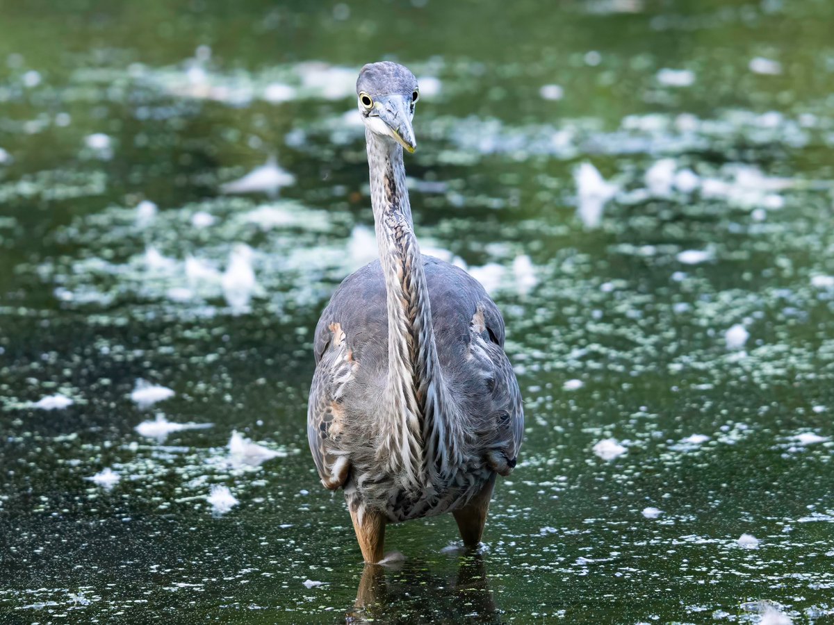 I giveth you an opportunistic hunter who is reducing the #NYC 🐀 population one 🐀 at a time. Unless he decides to go 🎣. 

Last night at the pool in #CentralPark with the resident #GreatBlueHeron.

Photos: 8/22/2024

#birdcpp #birds #birding #birdphotography