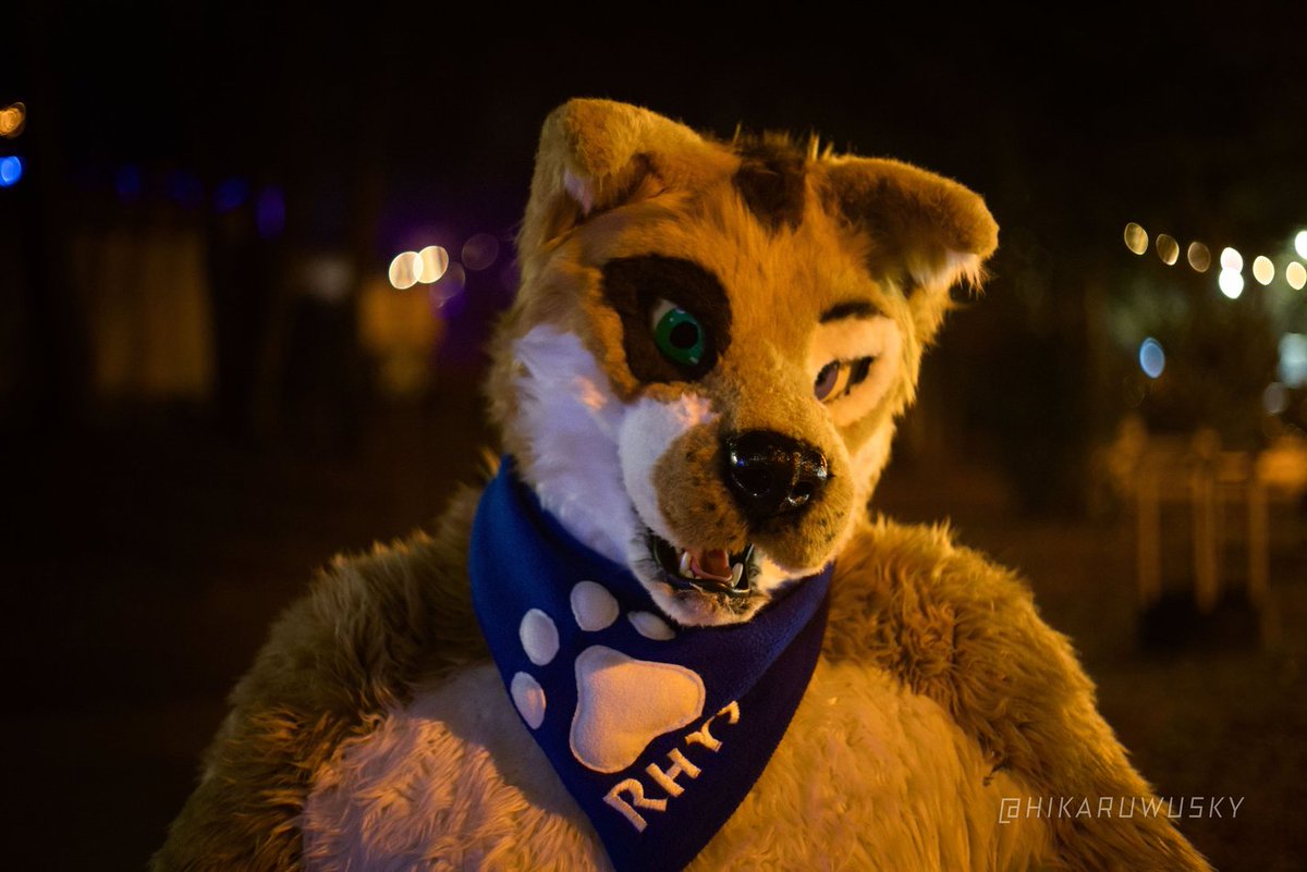 Rhys Shepherd tweet media