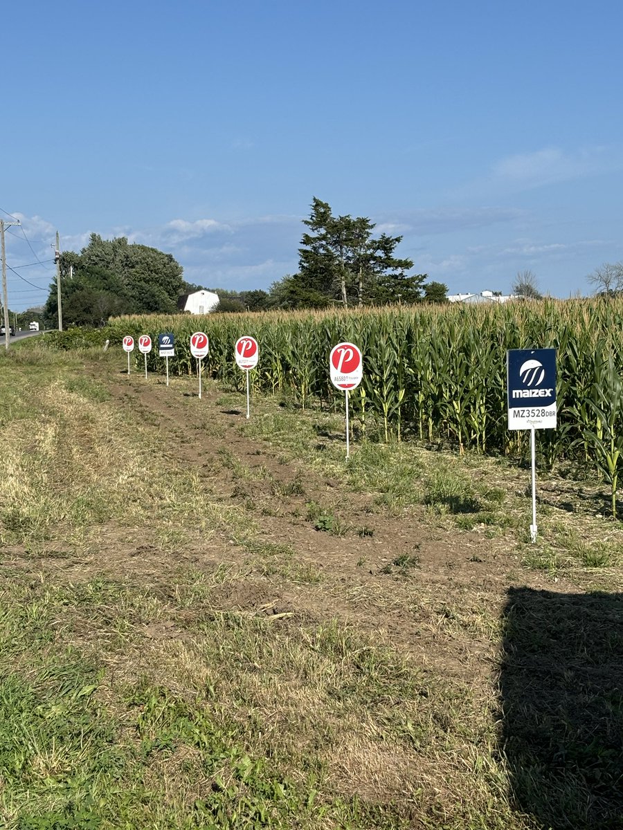 Things are looking pretty good in Prince Edward County! Especially this ⁦<a href="/PRIDESeeds/">PRIDE Seeds</a>⁩ corn plot!  Thanks <a href="/neil_mcg38/">Neil McGregor</a> for excellent signage