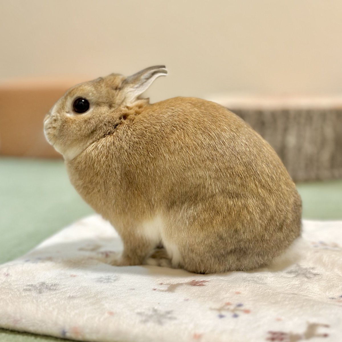 うさぎのうい🐰 on X