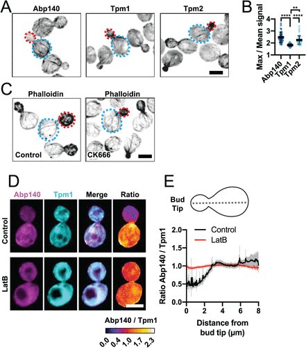 American Society for Cell Biology (@ascbiology) on Twitter photo From MBoC
Improved tools for live imaging of F-actin structures in yeast
Enhanced Lifeact probe drastically increases detection of F-actin in vivo at low expression levels, without altering cellular actin dynamics or organization <a href="/BruceLaneGoode/">Bruce Goode</a>
doi.org/10.1091/mbc.E2… From MBoC
Improved tools for live imaging of F-actin structures in yeast
Enhanced Lifeact probe drastically increases detection of F-actin in vivo at low expression levels, without altering cellular actin dynamics or organization <a href="/BruceLaneGoode/">Bruce Goode</a>
doi.org/10.1091/mbc.E2…