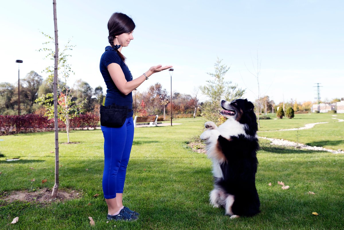 BuenaVistaDog's tweet image. Our private dog training lessons at Buena Vista Dog Training in Clermont, FL are designed to fit your busy schedule. We offer flexible training sessions to help you work around your other commitments. #dogtraining #behaviortransformation #buenavistadogtraining