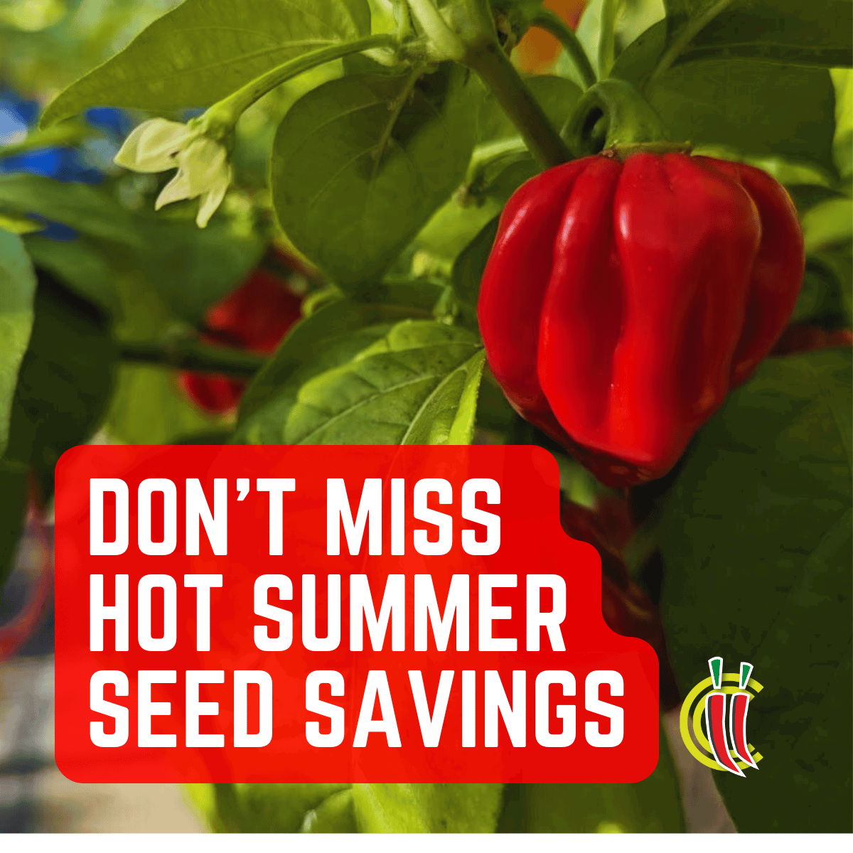 🔥 Massive Seed Sale Coming! 🔥
Chilli harvest is near, and we're making room for new varieties!

🌶️ Premium seeds, great prices
🌱 All seeds viable 
💥 Newsletter subscribers get first dibs!

Sign up now: chillichumpseeds.com/newsletter/

#ChilliChump #SeedSale