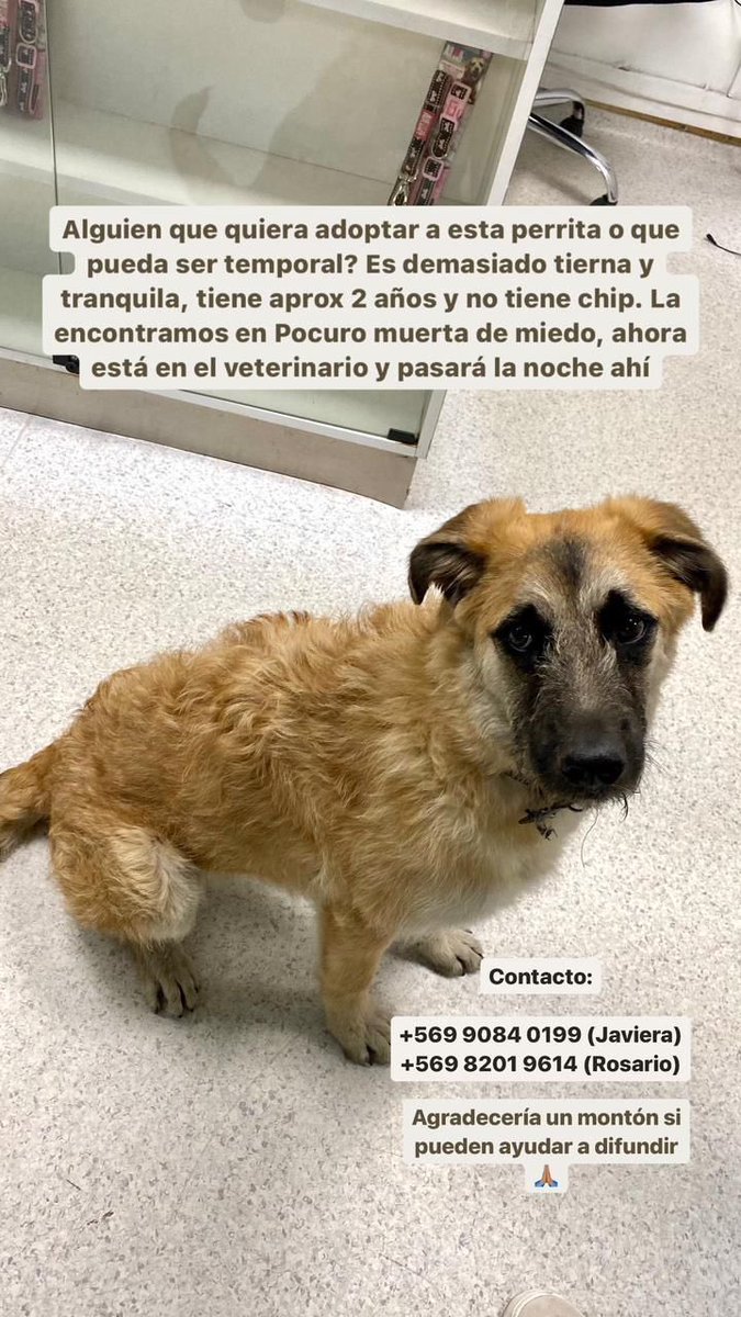artenvalija's tweet photo. Perrita dulce y cariñosa encontrada en Providencia se da en adopción responsable https://t.co/r5cUahSEPH