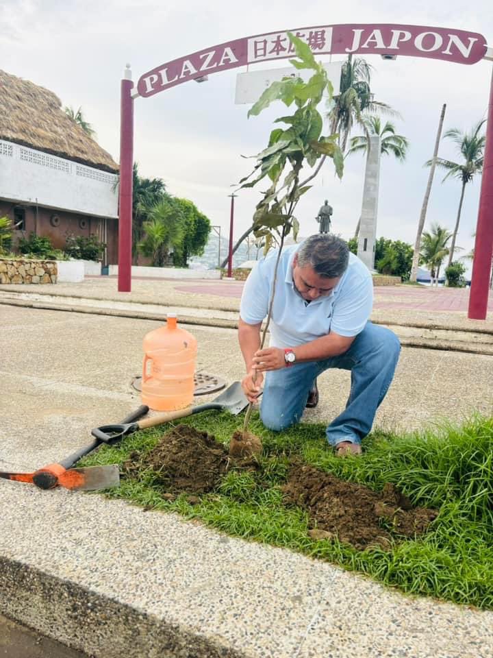 ramirosolorio's tweet photo. Anoche llovió en nuestro querido Acapulco, y hoy es un bello amanecer para plantar más árboles.

Sigamos plantando árboles, para que sigamos disfrutando de su sombra y oxigeno 💚

#𝗦𝗼𝘆𝗧𝘂𝗕𝗿𝗼𝘁𝗵𝗲𝗿 y #𝗦𝗼𝗺𝗼𝘀𝗔𝗰𝗮𝗽𝘂𝗹𝗰𝗼 https://t.co/2ks2c85ewH