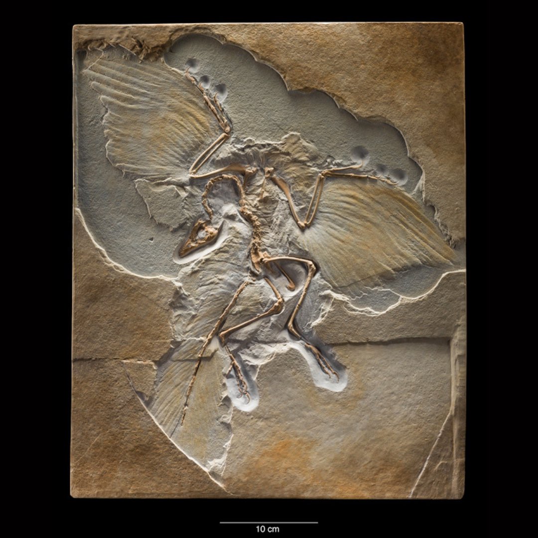 “As a paleontologist, I have spent much of my life studying ancient animals, particularly dinosaurs. But I have seen only fossils of these creatures, nothing living – with one exception. One group of dinosaurs is still around. To find them, just go outside and look up." Hans Sues