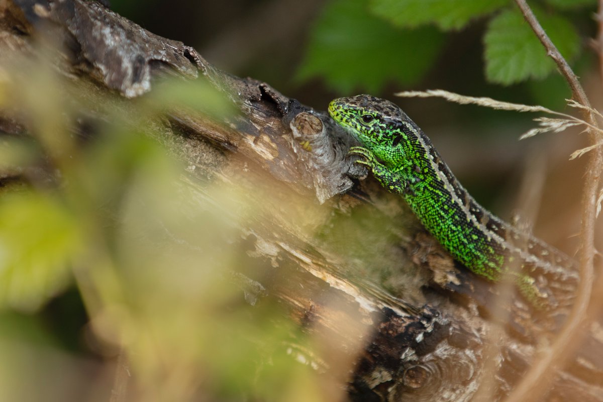 Daniel Trim tweet media