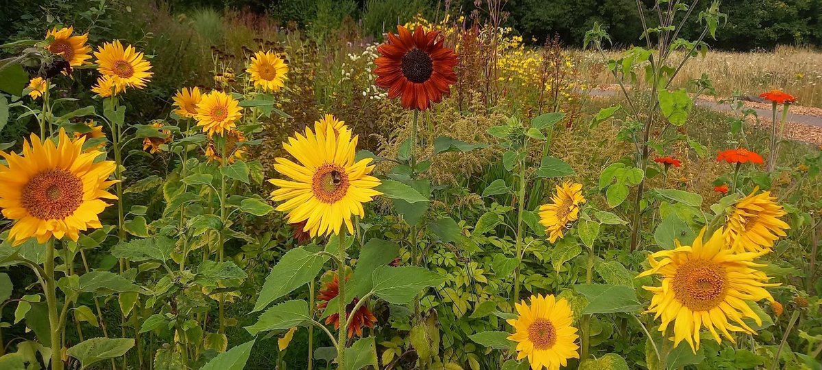 OPEN EVENING at the NATURE RESERVE,Calderstones Park 
Saturday 24th August, 6:30 - 8:30pm
Come and join us in the Nature Reserve to experience the evening light and mood in this tranquil place . Entry via the small gate on Jubilee Drive near the Harthill Greenhouse