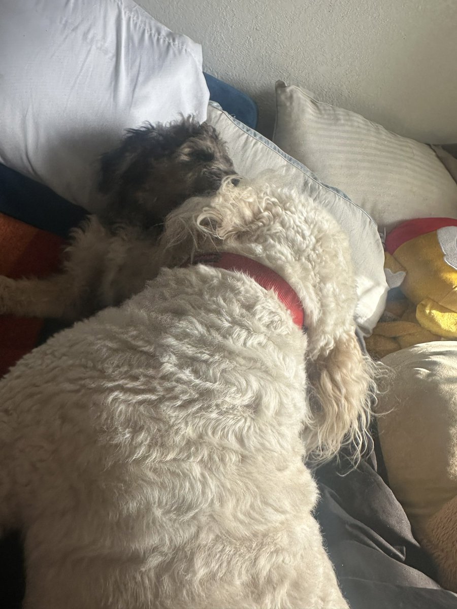 Rube510_'s tweet photo. yall ever seen two dogs legitly make out?😂😂😂😂😂😂😂 #Horndogs #GoldenDoodle #MySonHasALilGF😐🙄 https://t.co/HNkyipug4h