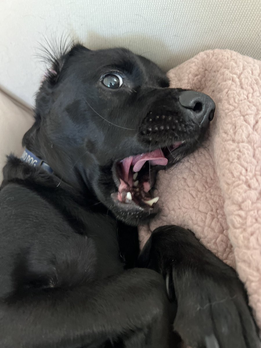 sofie hernandez 🤠 tweet media