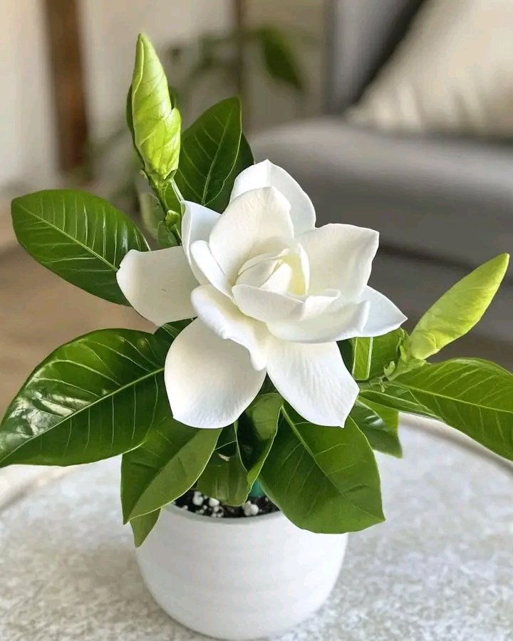 Misión Medica Cubana en Venezuela.
Estado Barinas.
CDI  Dr Jose Gregorio Hernández.
Sabaneta.
Feliz día de las Federadas. Mujeres Valientes y Guerreras, dando lo mejor  para el pueblo Venezolano.
#MujeresEnRevolución .
#CubaPorLaVida .
#MujeresVencedorasDeImposible .