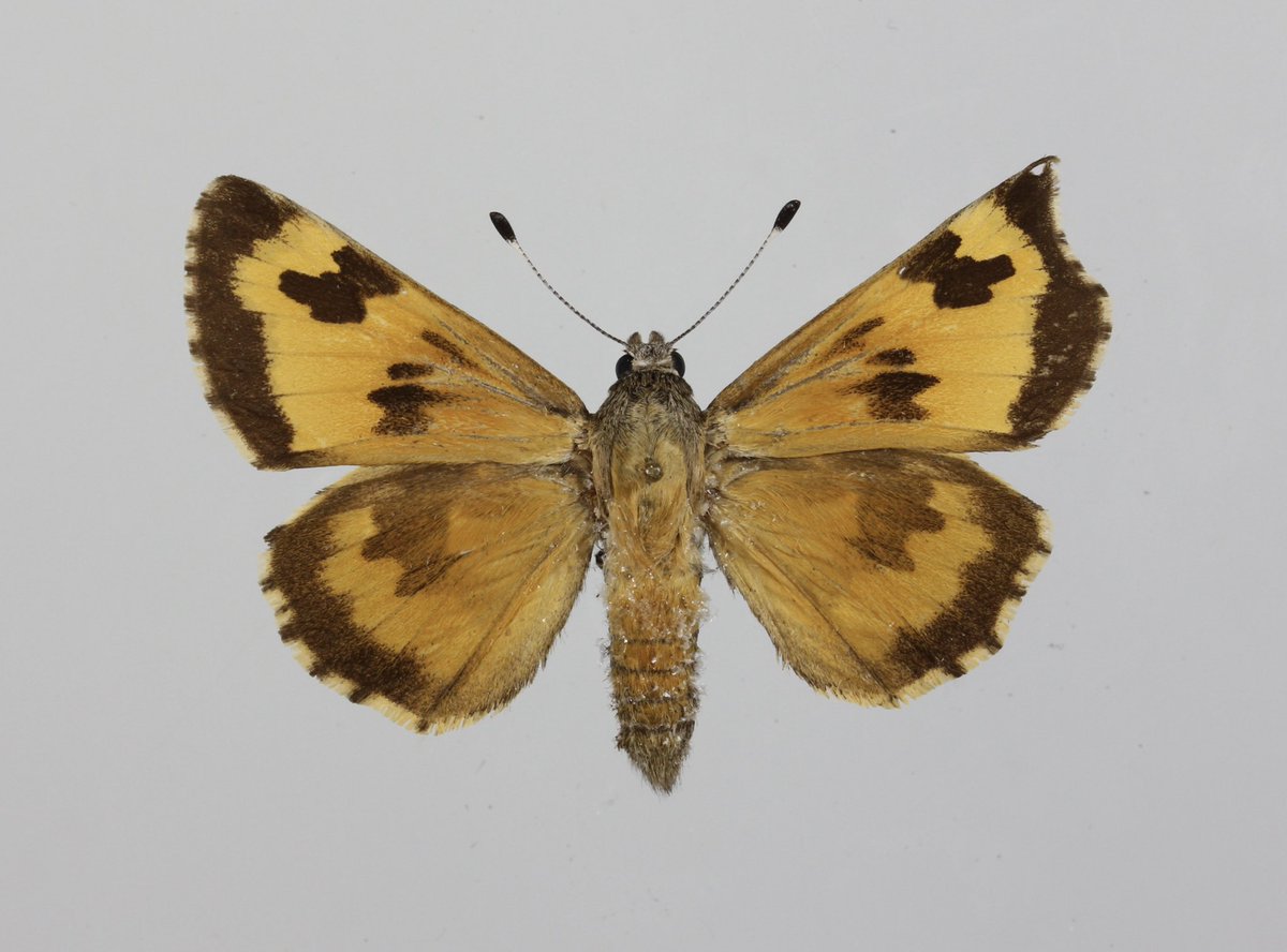 I have come across several asymmetrical butterflies, but this one tops the list! 

Agathymus neumoegeni. 

#Butterflies #Giantskippers #butterflyexplorers