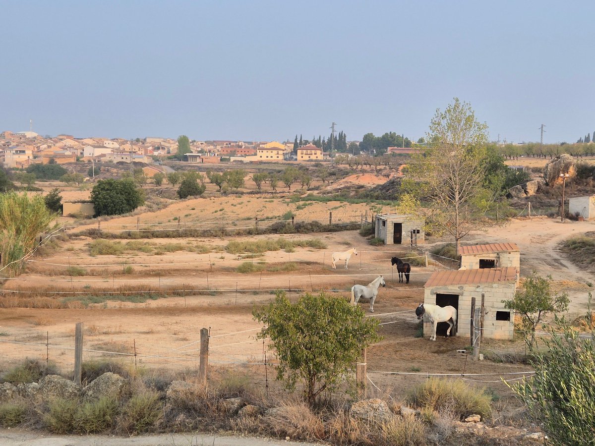 mmmmmmpc's tweet image. Developing back my #MorningRunning routine with some cycling and swimming added.
I'm in 4 of 5 runs a week 4K each... the goal is to go back to #5of5 runs a week. 
Nice to be in the countryside, feels great to see olive trees and almond trees.
#BeatYesterday @Garmin @ASICSeurope