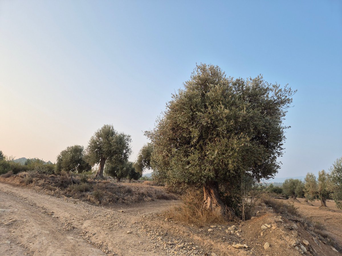 mmmmmmpc's tweet image. Developing back my #MorningRunning routine with some cycling and swimming added.
I'm in 4 of 5 runs a week 4K each... the goal is to go back to #5of5 runs a week. 
Nice to be in the countryside, feels great to see olive trees and almond trees.
#BeatYesterday @Garmin @ASICSeurope
