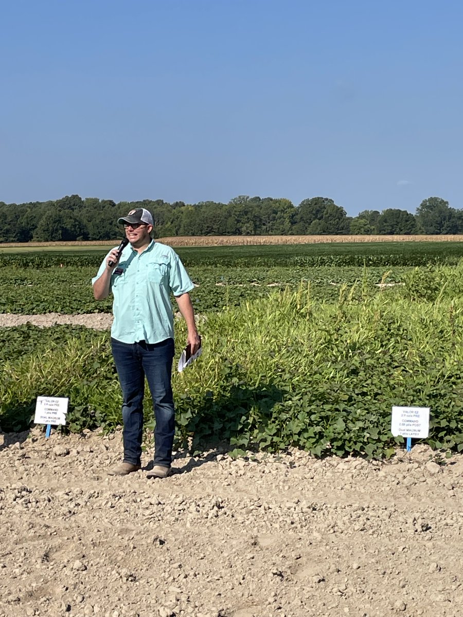 MSU CALS/MAFES (@msu_ag) on Twitter photo It's a sweet potato field day at the #MAFES Pontotoc Ridge-Flatwoods Branch Experiment Station! #MAFES and <a href="/MSUExtService/">MSU Extension</a> scientists and specialists share research on sweetpotatoes at the annual event. Mississippi ranks third in the nation for sweet potato production! It's a sweet potato field day at the #MAFES Pontotoc Ridge-Flatwoods Branch Experiment Station! #MAFES and <a href="/MSUExtService/">MSU Extension</a> scientists and specialists share research on sweetpotatoes at the annual event. Mississippi ranks third in the nation for sweet potato production!