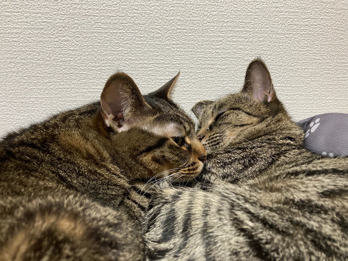 riariu05's tweet photo. 今日もべったり🐈
#猫　#ねこ
#猫のいる暮らし 
#cat 
#キジトラ
#キジトラ猫 https://t.co/LWnJq3AnSH