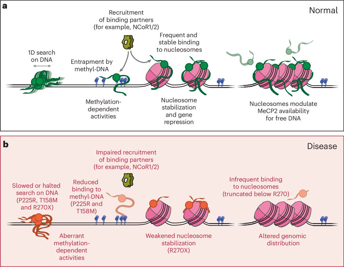 Our paper on MeCP2 is now published <a href="/NatureSMB/">NatureStructMolBiol</a> ! rdcu.be/dRqUn Read the Research Briefing rdcu.be/dRLZf or tweetorial from <a href="/BadAtCloning/">Gabriella Chua</a> 👇for a summary of the study. And big thanks to the reviewers and editors for their efforts on improving our manuscript.