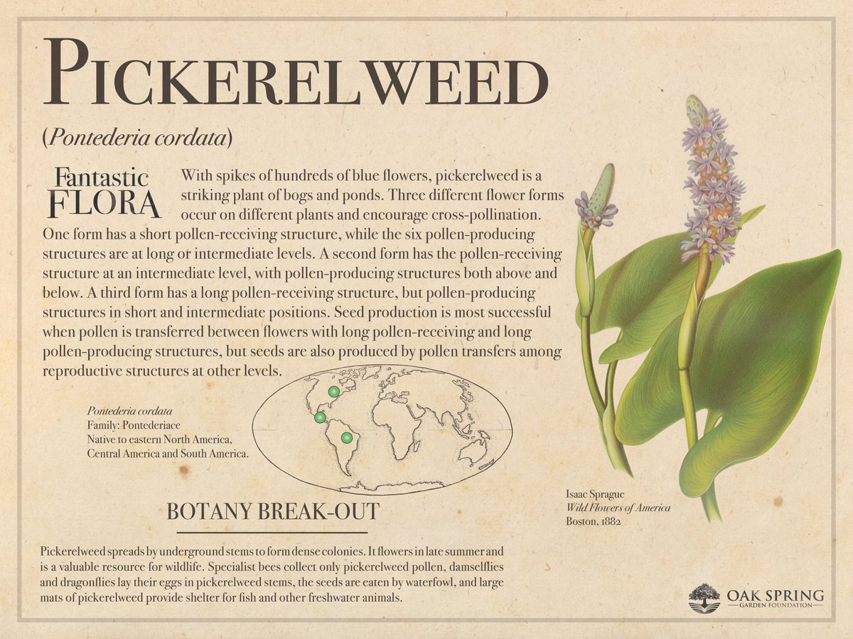 Happy #FantasticFloraFriday! Today we're featuring a funny-looking flower that plays a valuable role in the ecosystems of bogs and ponds.

For more wetland wonders, visit fantasticflora.online.