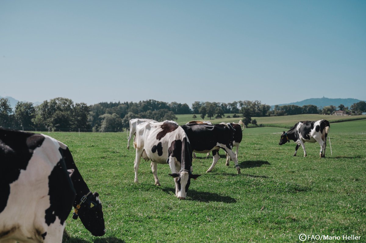 FAODG's tweet photo. In Switzerland, I was delighted to see how tradition &amp; #AgInnovation coexist to make a difference in sustainable agriculture while contributing to agrifood systems transformation. We must leverage science, research &amp; tech to shape a better future for all. #SDGs #4Betters https://t.co/AMBYVCkgZk