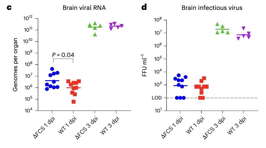 Mutations in the #SARSCoV2 spike furin cleavage site are tied to brain infectivity
nature.com/articles/s4156…
<a href="/NatureMicrobiol/">Nature Microbiology</a>