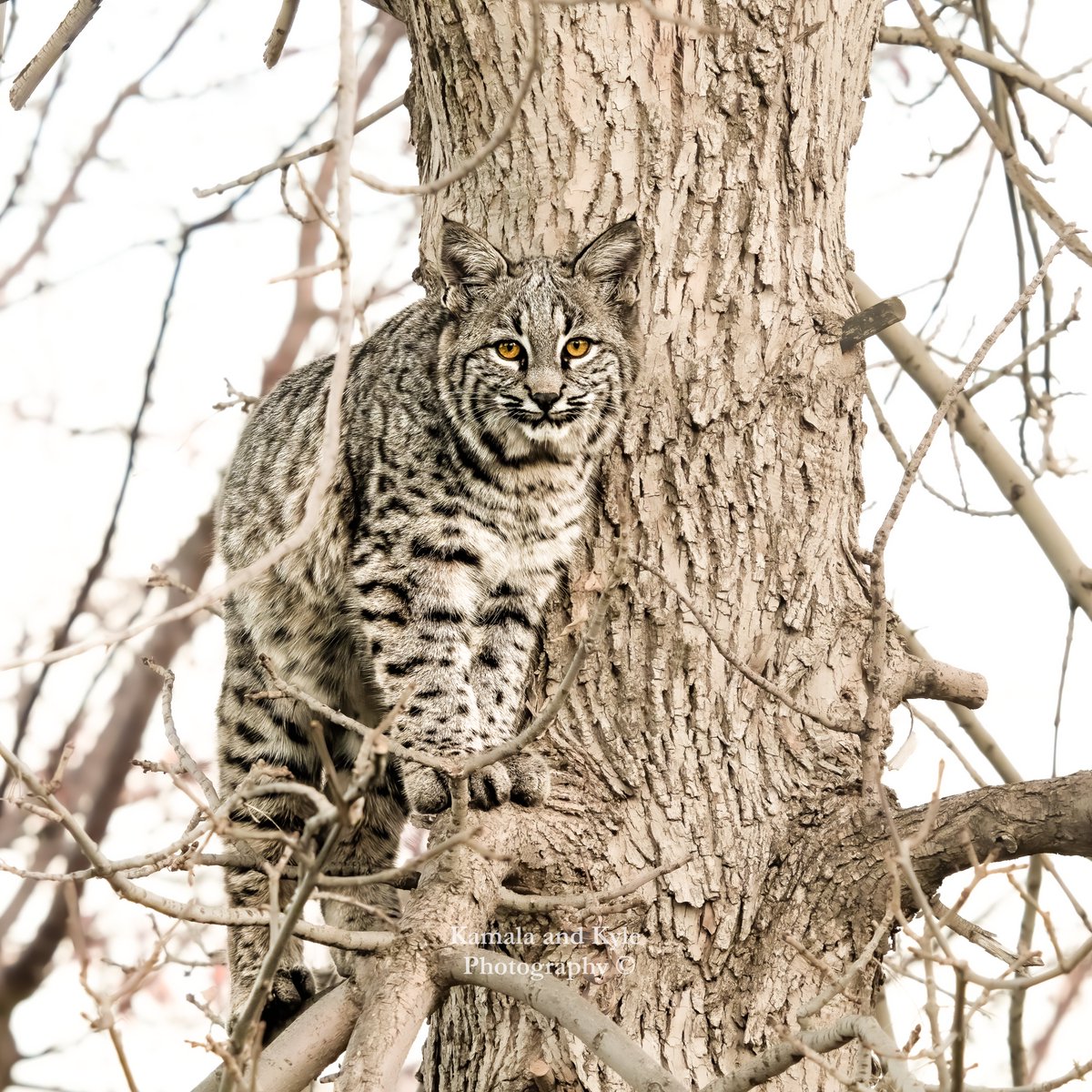 KamalaKyle's tweet photo. Piercing eyes of a Gorgeous Bobcat! We sure are lucky to have these beautiful animals roaming Calgary!
#bobcat #bobcats #lynxrufus #CaptureCoexistance #CompassionateCoexistence #Coexistence #coexist #yycadventures #yycoutdoors #calgaryadventures #yycphotography #capturecalgary https://t.co/yxSCqjqxhu