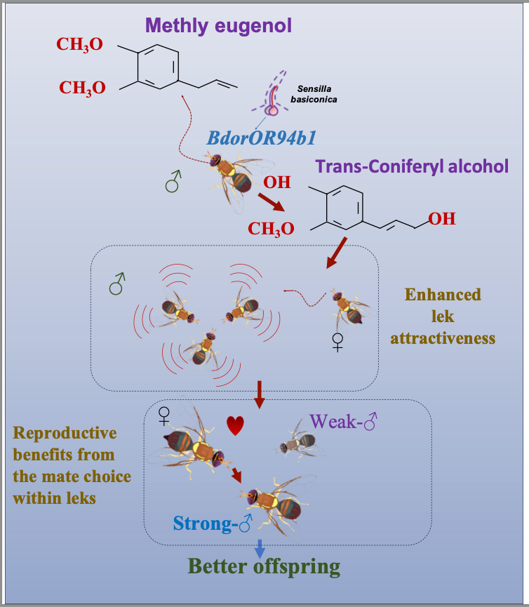 Natl_Sci_Rev's tweet photo. Methyl eugenol regulates mating behavior in oriental fruit flies by enhancing lek attractiveness
Leading author: Guirong Wang
https://t.co/EZGhJy1RlS
#fly, #methyl #eugenol, #olfactory #receptor #BdorOR94b1, #reproduction, #behaviour https://t.co/d3qkg3NkXL