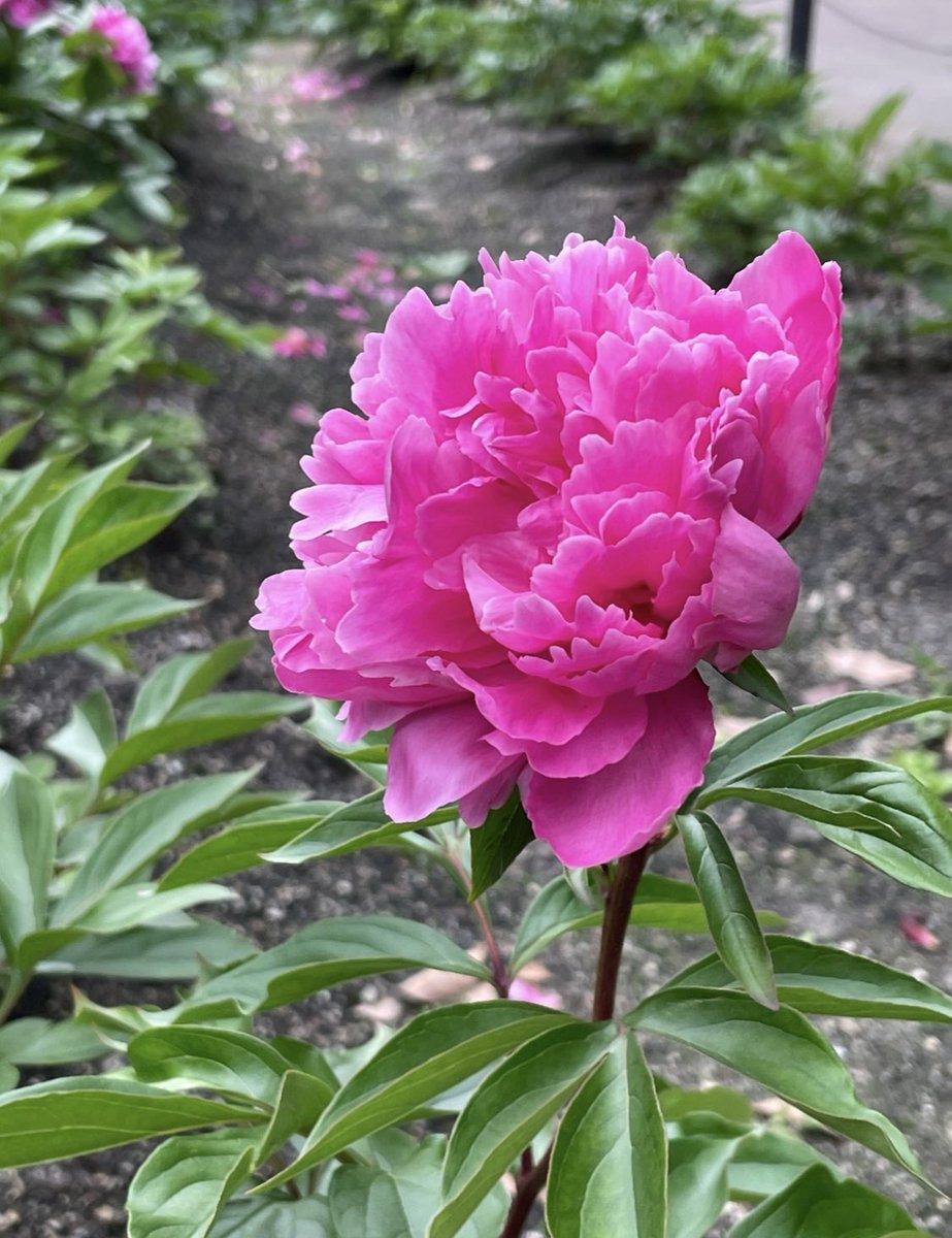 peony様❣️専用ページ ピオニー - Search / X