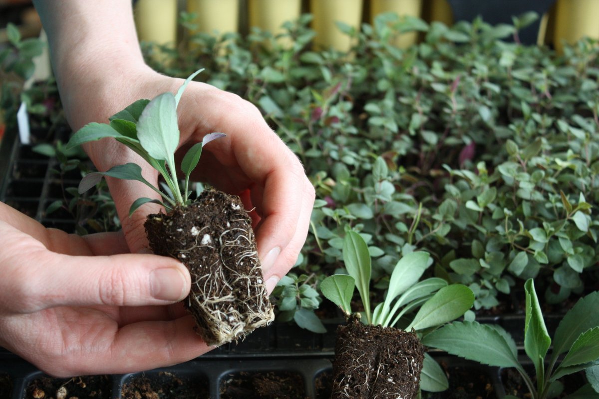 This weekend: Interpretive Centre open Saturday and Sunday 10am-5pm and End of Season Pop-up Plant Sale Sunday 10am-4pm! To browse stock or pre-order for the plant sale, visit prairieflora.com