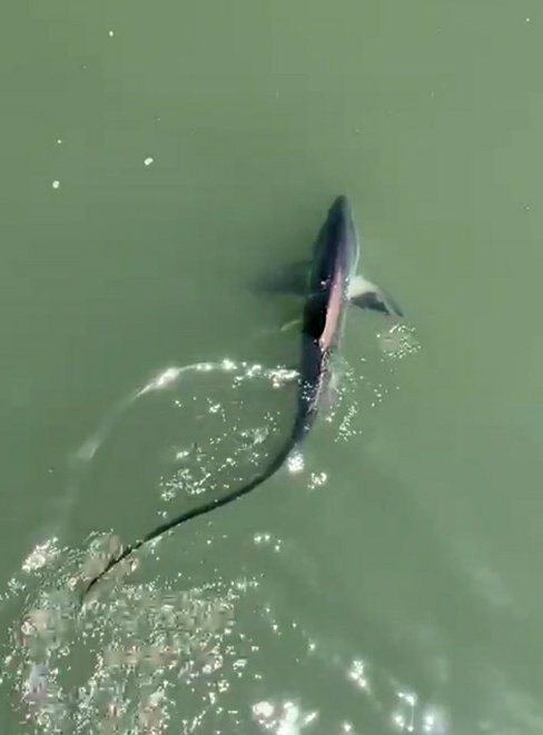 sharks_everyday's tweet image. Thresher sharks are so beautiful ✨