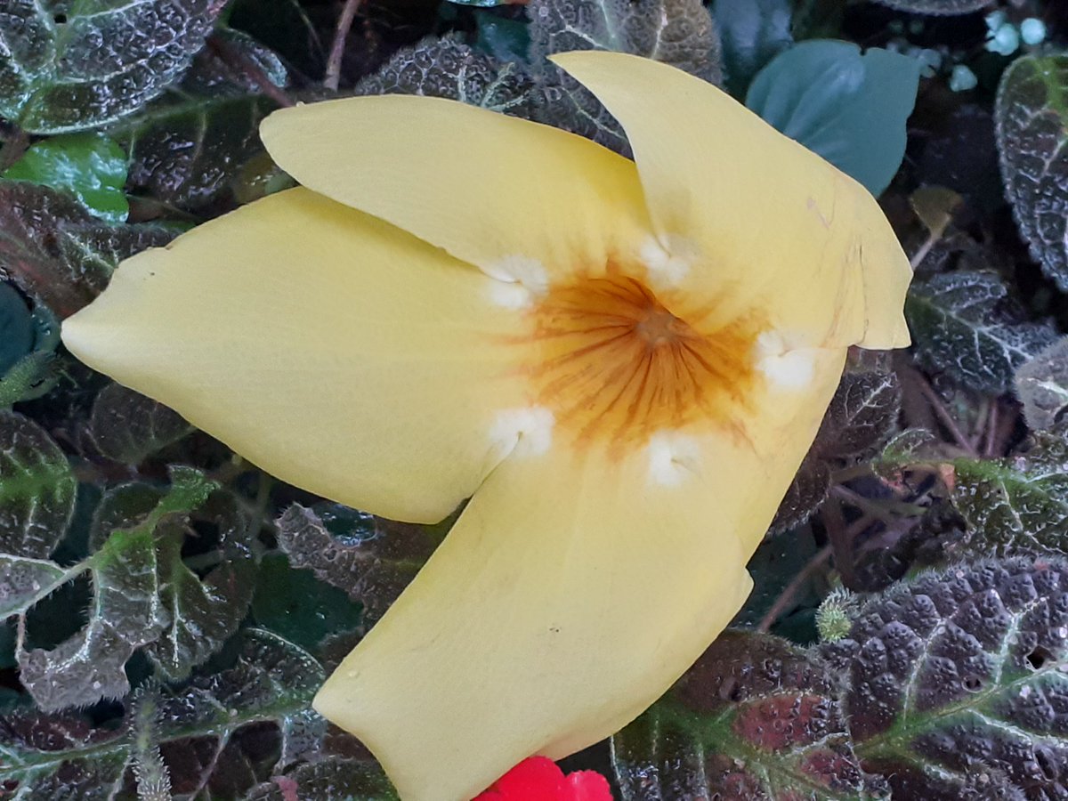 toulouse81677's tweet photo. #Botanischer #Garten #München https://t.co/dq7egpPpWR