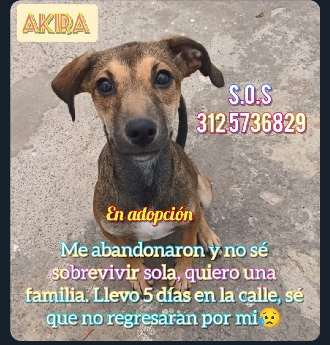 <a href="/bdmercadeo/">Betty</a> @elpatrullero_ @RafaelReyes87 <a href="/akalapatriciam/">Erika Patricia</a> <a href="/Asuma_Lo/">LO</a> @elxanto3 <a href="/MONYRODRIGUEZOF/">MÓNICA RODRÍGUEZ 🐤</a> <a href="/camiloanimal/">Camilo Pinto</a> @AngieChaparroS <a href="/angieeok/">Angela Lozano</a> <a href="/AngelicaParr1/">Athena</a> <a href="/BeatrzCardona/">Beatriz Henao</a> <a href="/darcyquinnr/">Darcy Quinn</a> <a href="/DagoGomez28/">Dago Gomez Puentes😺😺🎗️</a> <a href="/Claudia99719008/">Lumalee</a> <a href="/pattyko111/">Patricia ✨Borita 🐾 FundaciónLaPandillaAlRescate</a> <a href="/GabrielaVarP/">𝐆𝐚𝐛𝐫𝐢𝐞𝐥𝐚 𝐕𝐚𝐫𝐠𝐚𝐬 P 👶</a> <a href="/Amparo_Grisales/">Amparo Grisales</a> <a href="/labrujavolando/">la bruja sin alma sigue volando</a> @santiagolozanow <a href="/sararbarrantes/">sara rojas barrantes</a> #adopcionresponsable #Bogotá <a href="/adrianamercadoc/">Adriana Mercado Cruz</a> <a href="/AdrianaPabonM/">💙😺Adriana Pabon💙🐶</a> <a href="/bluejoin19/">𝕯𝖀𝕷𝕮𝕴𝕹𝕰𝕬♡🐾🐾</a> <a href="/RCAnimal/">Conexión Animal</a> <a href="/PlataformaALTO/">Plataforma ALTO</a> <a href="/ViviOlaya/">Viviana O</a> @jdagudelo <a href="/IvonneGanimals/">Ivonne 🎶🐾</a> <a href="/IvonHenriquez1/">Caroline🐾🌷🐕</a> <a href="/DiaAnimales/">Al Día Con Los Animales 🐾</a> <a href="/Maria_Josefi/">Josefina Ibarra</a>