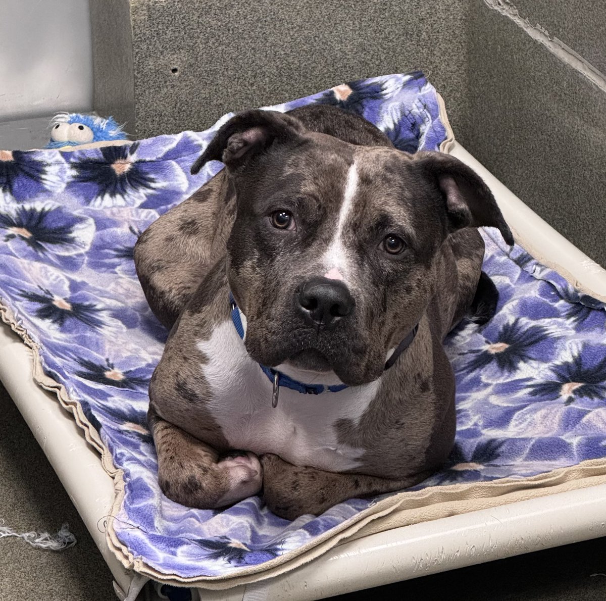 AWLAArlington's tweet photo. Meet Nova, in all her big-headed, loaf-y glory! 🍞 Nova is a play hard, nap hard kind of gal who’s always ready to make new friends and have new adventures. You can meet Nova at the shelter today from 12-7pm! https://t.co/K6WqbexMVb