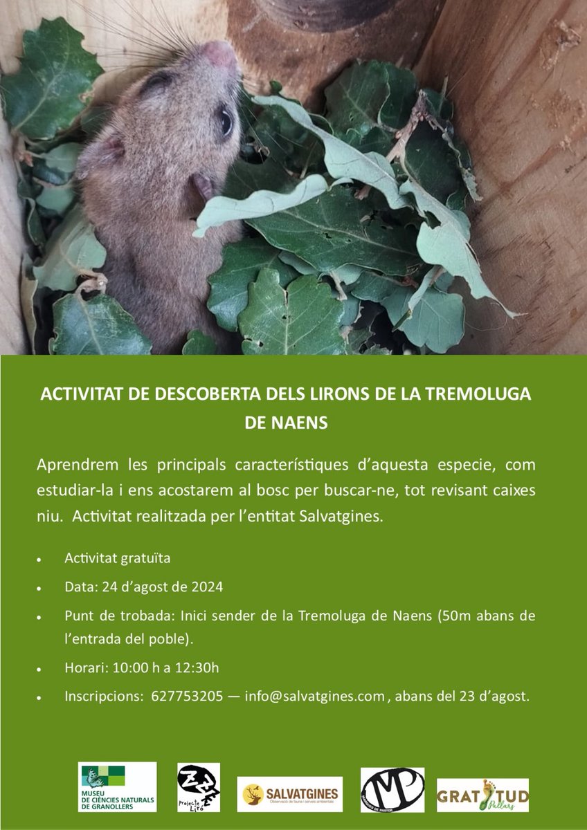ProjecteLiro's tweet image. ‼️No tens plans per a demà al matí? Els companys de #Salvatgines han organitzat un #DiadelsLirons on podràs aprendre sobre la biologia del liró gris i anar a revisar una de les estacions de seguiment del #ProjecteLiro🐭
No t&apos;ho perdis👇