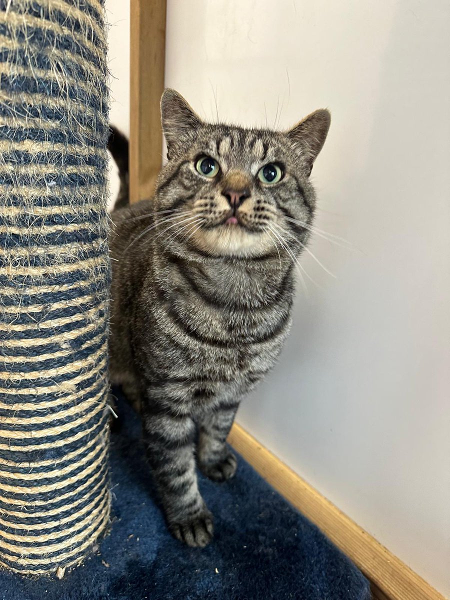 catsinoxford's tweet photo. Jasper is such a loving cat. He’s extremely gentle and loves a good scratch round his neck. He’s around 3 years old and he’s a very big sturdy boy. He also loves catnip!

More and enquire: https://t.co/6nVGkleV4a

#AdoptDontShop #CatsOfX #CatsOfTwitter https://t.co/a3S9Y7Minu