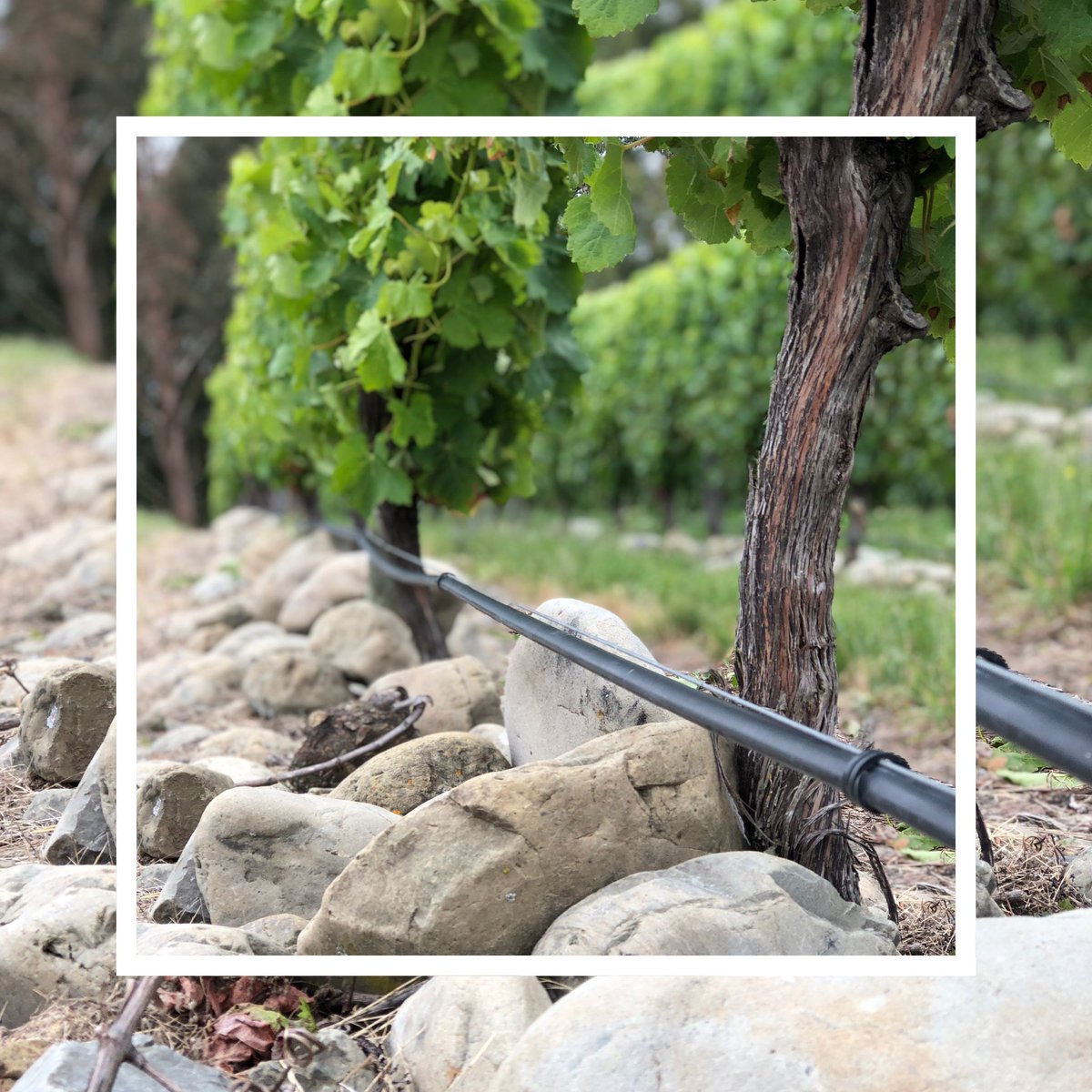 🍇 Say hello to Little Beauty! 🇳🇿✨ 

This indie gem from Marlborough, NZ, is now part of the Findlater &amp; Co. family! 🥂

With just 0.00055% of the global wine market, every bottle is a rare treat. Authentic Kiwi vibes in every sip! 🇳🇿

I’m proudly Kiwi and I’m a Little Beauty.