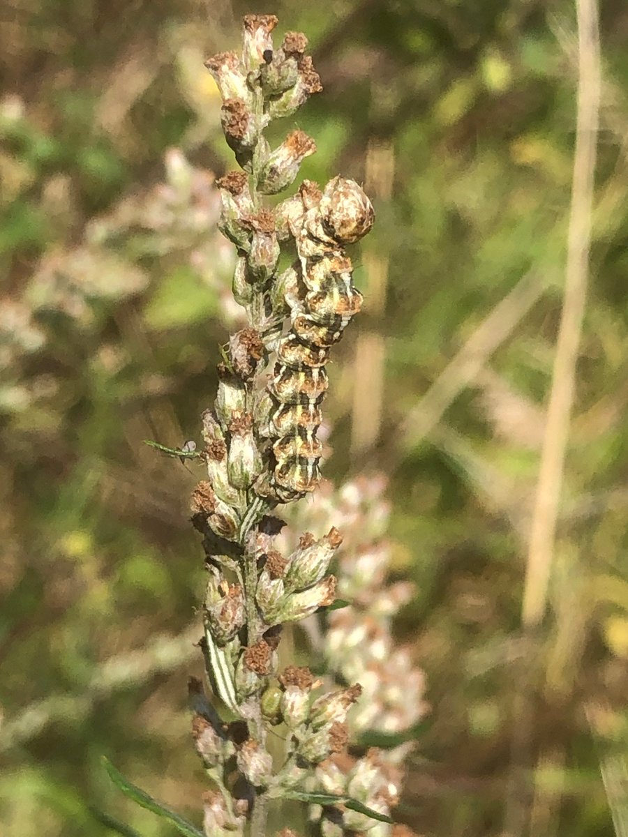 De rups van de vrij zeldzame absintmonnik (een nachtvlinder) heeft fantastische schutkleuren. Je vindt ze op bijvoet - maar het is wel even zoeken. En dat lukte vandaag goed.