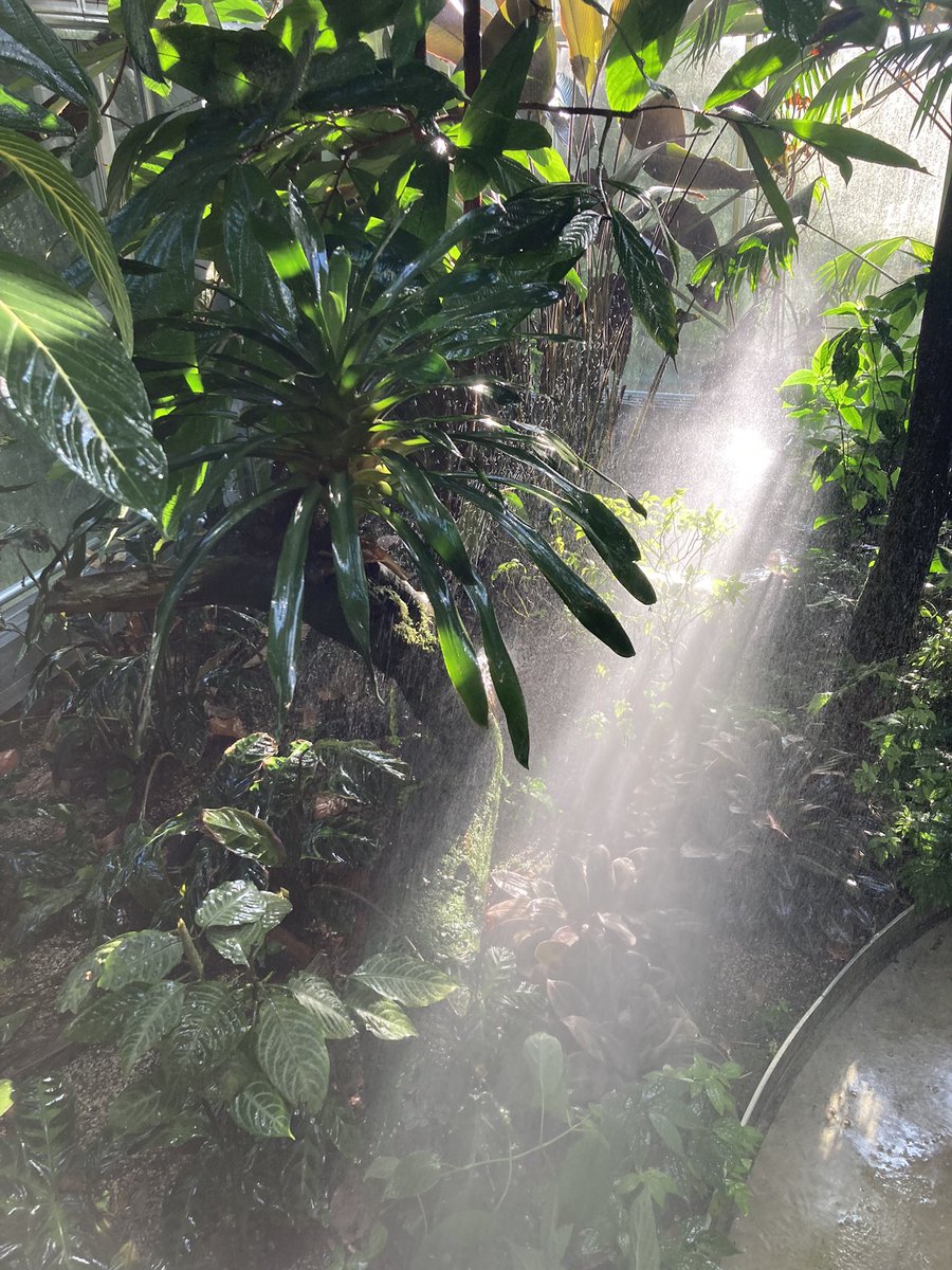 Jeweils morgens um 7 Uhr, im Tropenhaus der Universität Basel. Zwischen Zingiber spectabile und unter unserem Riesen Cycas. Gartenarbeit, alles giessen, Wege reinigen, Fische füttern. Und pünktlich um 9 Uhr öffnen sich die Türen fürs Publikum.