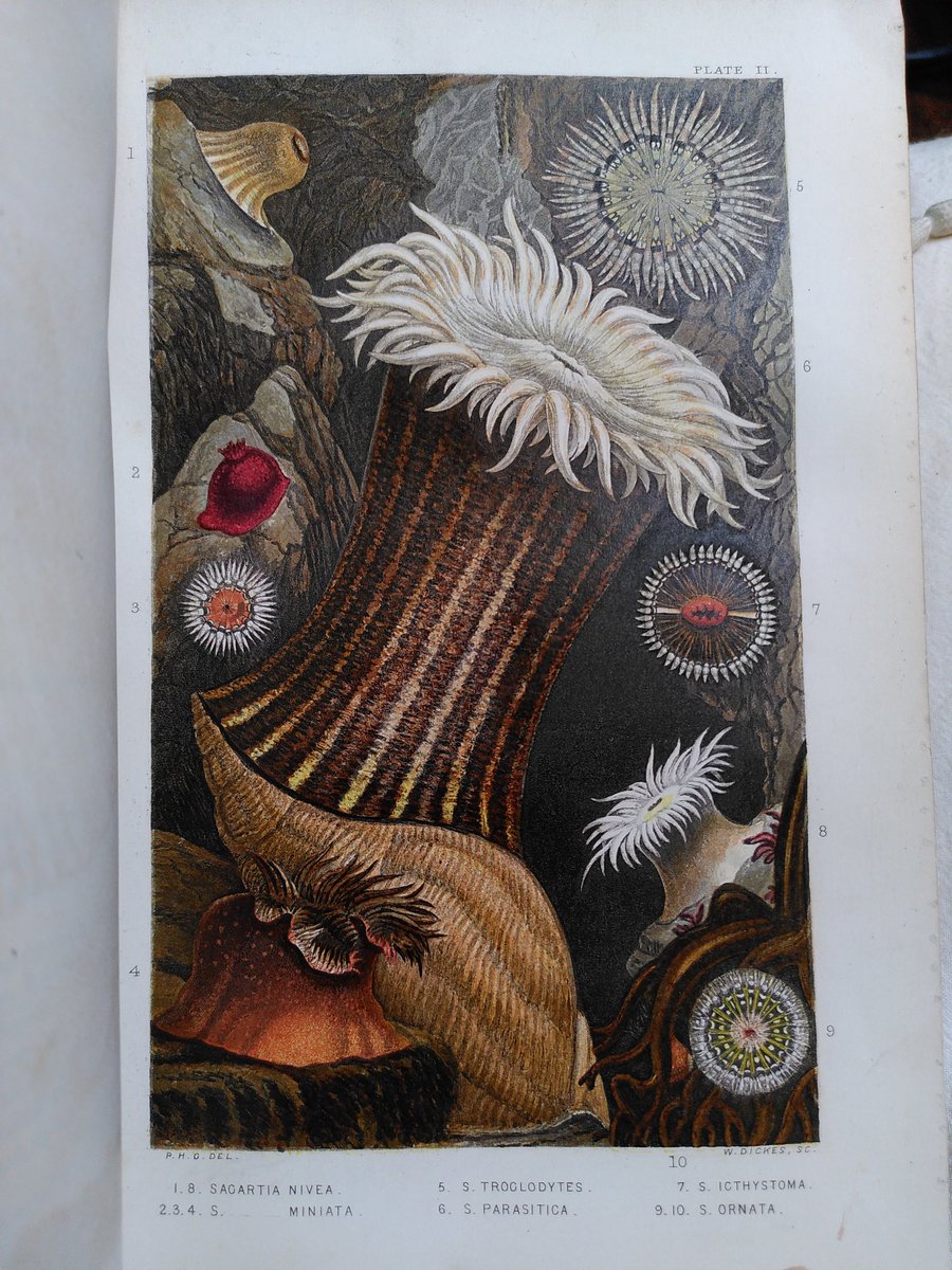 DExInstitution's tweet image. Here are some stunning colour lithographs from Phillip Henry Gosse’s History of the British sea-anemones and corals (1860). Gosse, who did much of his research on the Devon coast, personally examined 54 species, 34 of which were previously unknown to science. #specialcollections