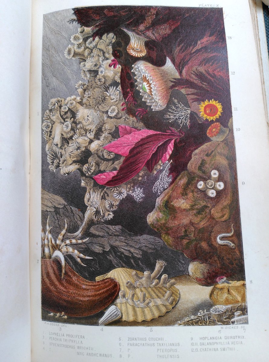 DExInstitution's tweet image. Here are some stunning colour lithographs from Phillip Henry Gosse’s History of the British sea-anemones and corals (1860). Gosse, who did much of his research on the Devon coast, personally examined 54 species, 34 of which were previously unknown to science. #specialcollections