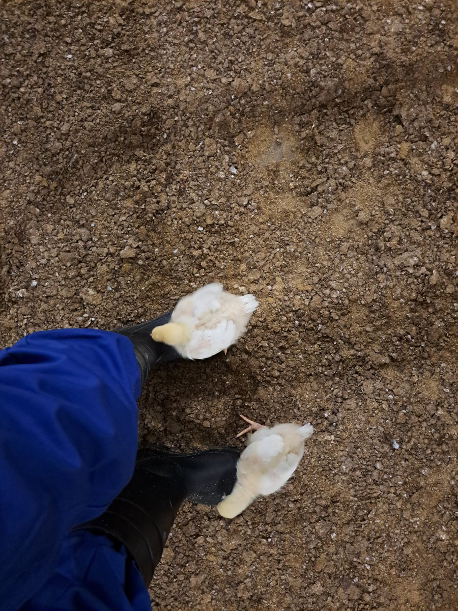 Chris Brouwers (@chrisbrouwers1) on Twitter photo Een #vacature waarbij je er in 1 klap echt duizenden extra vriendinnen & wat vrienden bij krijgt? Ja, dat kan! Bij het #Proefbedrijf #Pluimveehouderij <a href="/prov_antwerpen/">Provincie Antwerpen</a> zoeken we een coördinator #project- & #procesmanagement. Solliciteer tem 1 september via linkedin.com/posts/chrisbro… Een #vacature waarbij je er in 1 klap echt duizenden extra vriendinnen & wat vrienden bij krijgt? Ja, dat kan! Bij het #Proefbedrijf #Pluimveehouderij <a href="/prov_antwerpen/">Provincie Antwerpen</a> zoeken we een coördinator #project- & #procesmanagement. Solliciteer tem 1 september via linkedin.com/posts/chrisbro…