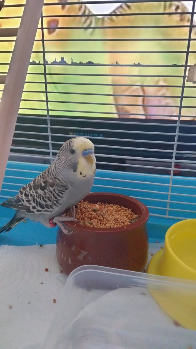 askiland's tweet image. Billy Pito el Periquito