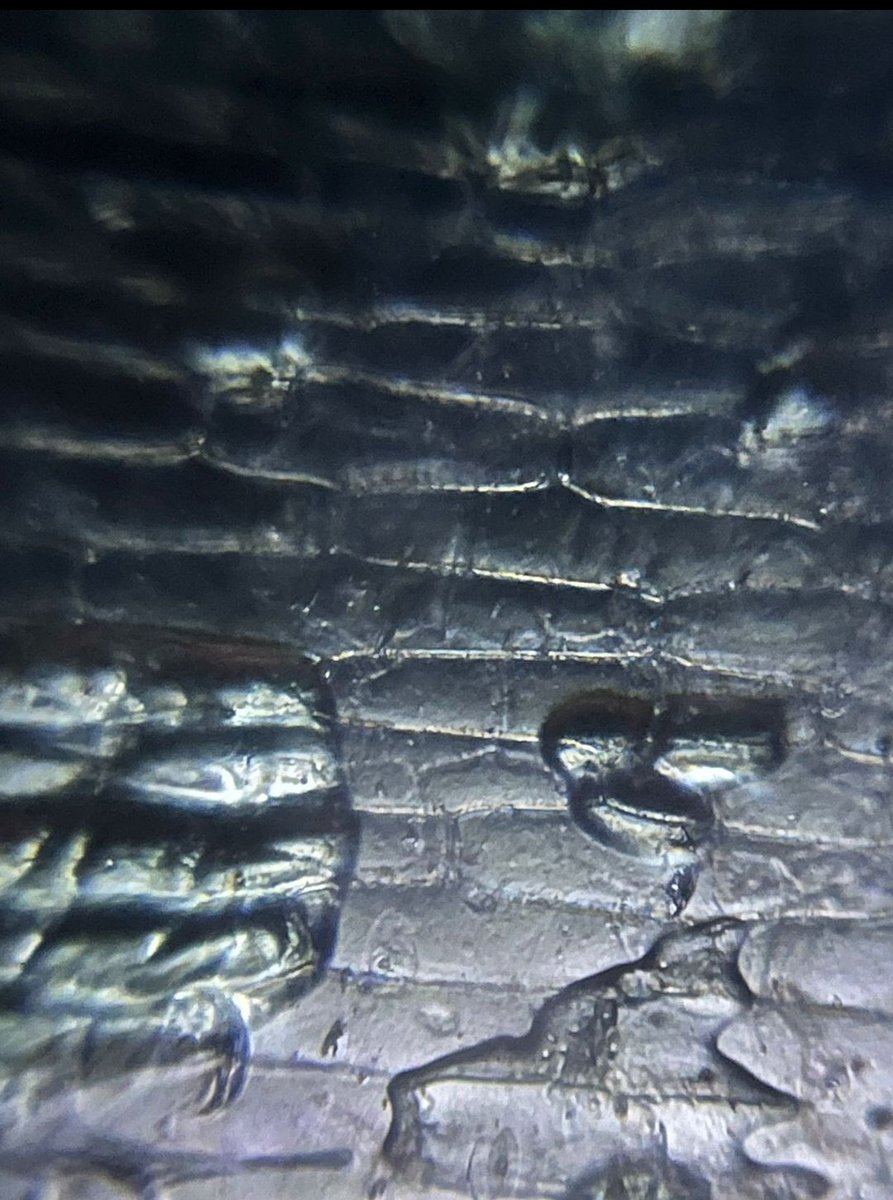 dranuharshal's tweet image. D-3A #Foldscope #Throungos village #Drass simple, determined, equipped with a growth mindset we set sight on exploring #microscopic 🌎 we discovered #learningisfun thanks HVT, Staff students @TeamFoldscope @foldscopeindia @PrakashLab @Biopatrika @Wangchuk66 @mygovt @DeiDayalbagh