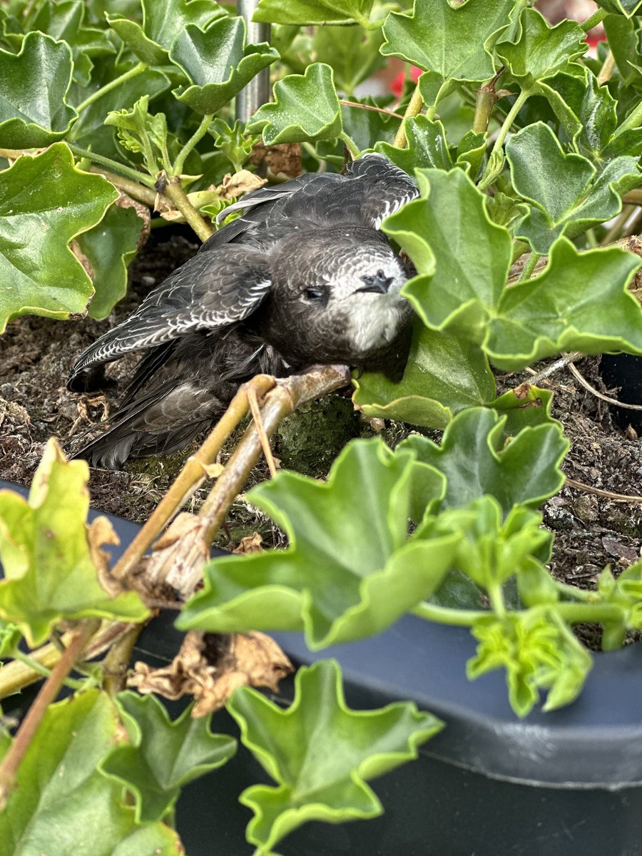 MrsColgateTotal's tweet image. Jak pomóc młodemu jerzykowi? #jerzyk