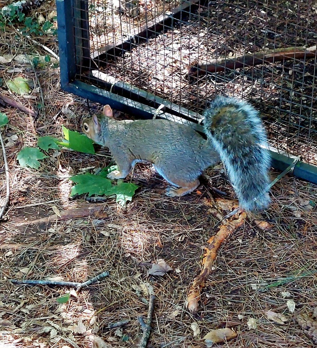 FourwandsW's tweet image. Today&apos;s the day!
It&apos;s #releaseday for Evelyn, Jim, Daryl and Sherlock!
Safe travels, kids!  You are FREE!!!
I will be adding some videos later today (but first I need coffee!).