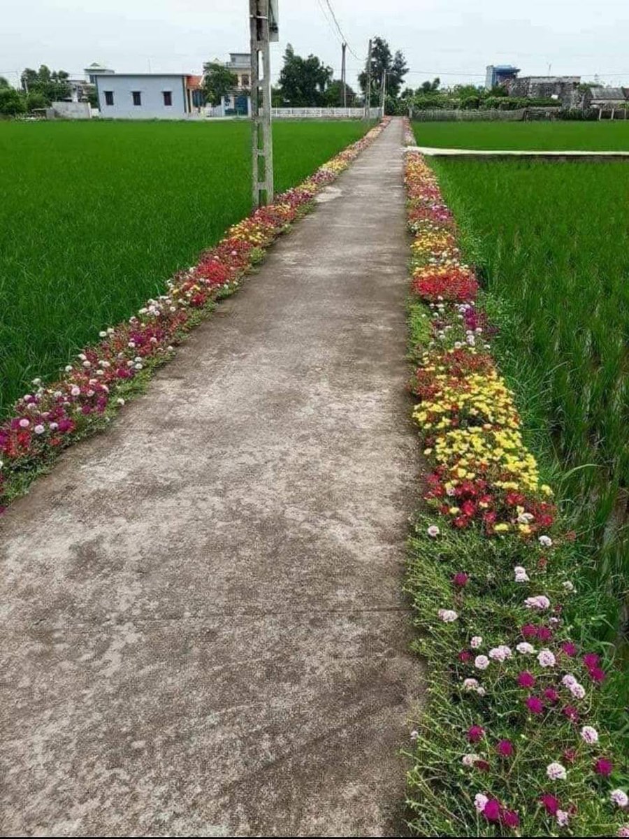 Shivamy070798's tweet photo. इस गांव के लोग कितने अच्छे हैं की रोड के किनारे किनारे फूलो से सजाया है 
   और इक हमारे गांव के लोग है जो रोड के किनारे तो छोड़ो रोड के बीचों बीच में भी तट्टी से सजा देते है की आना जाना भी दुर्लभ हो जाता है https://t.co/i6X8CL9M8F