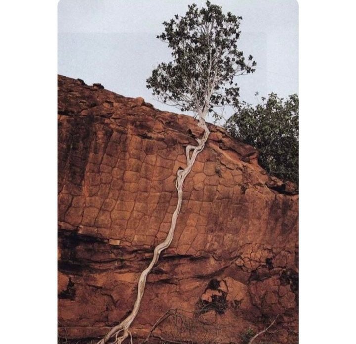 Ne zaman umutsuzluğa kapılsam aklıma bu görsel geliyor. 🌻
