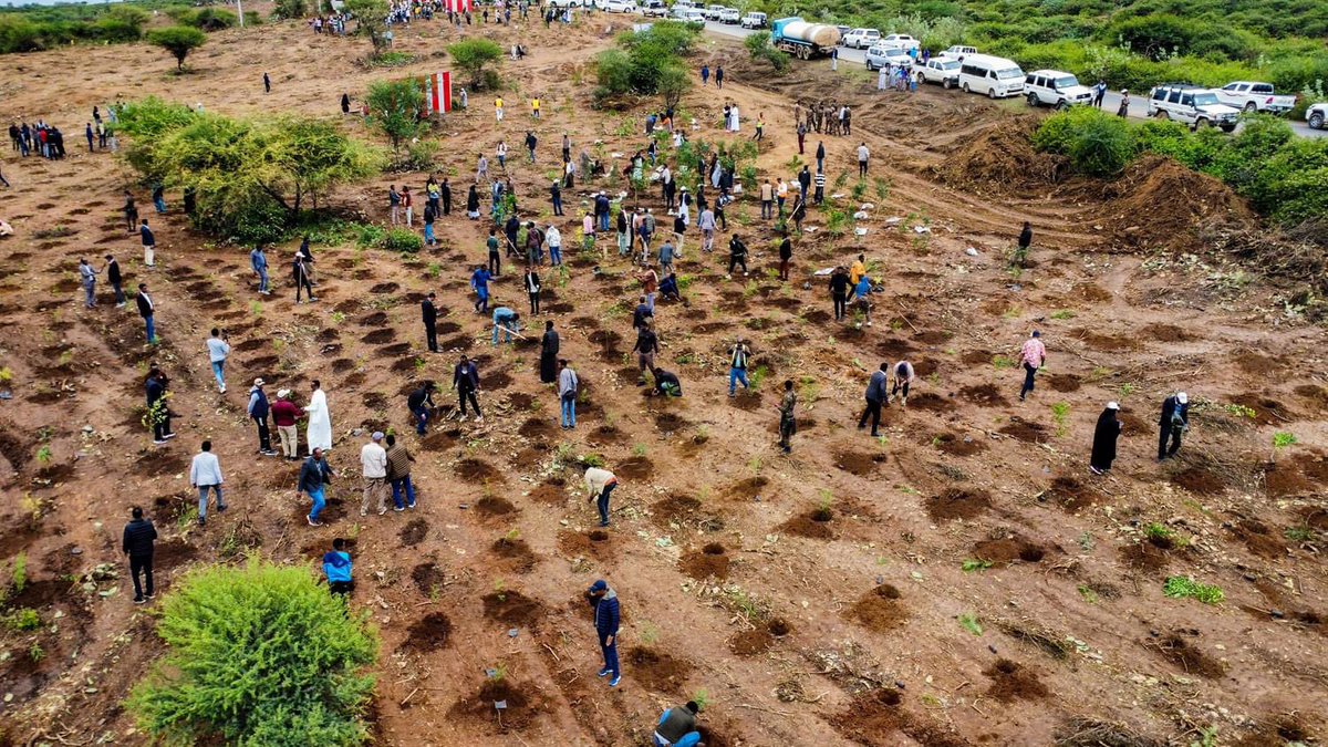 Mustafe_M_Omer's tweet photo. As part of the national initiative to plant 600m trees in one day, Somali Region planted 2.5m seedlings today. To properly monitor progress, this year’s planting focused on urban areas, specifically institutions such as schools, hospitals, offices, and parks. https://t.co/aVDOjfp3k4